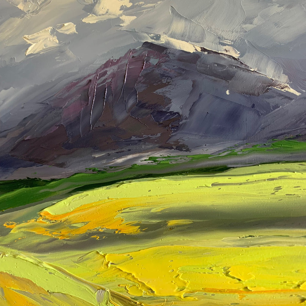 Caledon Canola Fields